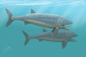 Leedsichthys, the largest spcies of fossil fish