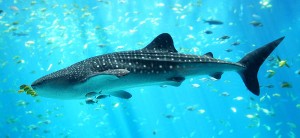 Whale shark, the world's largest living fish