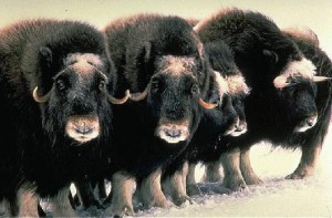 Musk oxen are well adapted to the extremes of arctic living with sturdy bodies and thick coats of hair.