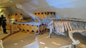 Super Croc Sarcosuchus skeleton at Sternberg Museum