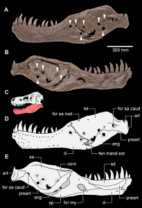 Left jaw of the dinosaur Sue showing pathologic holes