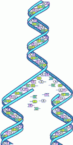 DNA illustration