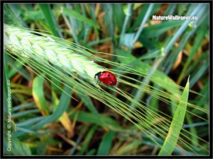 Ladybird beetle