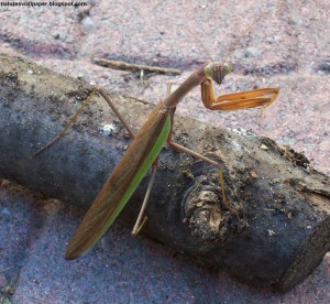 Preying mantis on a stick