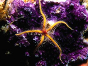 Brittle Star