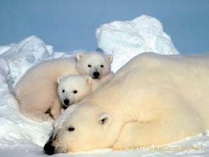 Polar bears