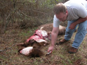 Skinning a Black Bear