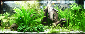 Densely-planted tropical fish tank