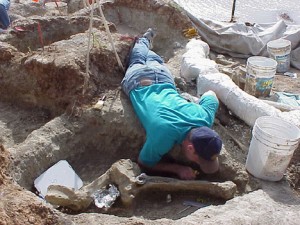 A volunteer excavates around a mammoth vertebra at the Pratt Mammoth site.