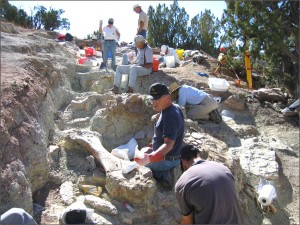 Volunteers excavate dinosaur bones from the Morrison Formation at the LC site