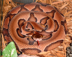 copperhead