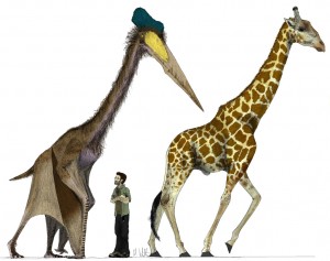 The giant pterosaur Quetzalcoatlus northropi compared to a modern giraffe. Illustration by Mark Witton.