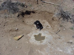 A well-preserved theropod dinosaur track in the Purgatoire Canyon