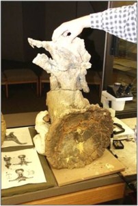 Dinosaur vertebra from the Woody Site being prepared at the Sternberg Museum of Natural History