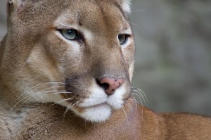 The mountain lion, Puma concolor. Photograph by Bas Lammers.