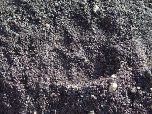 Mountain lion foot print