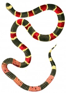 Eastern Coral Snake