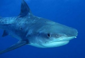 Tiger Shark