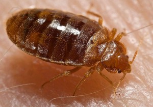 Bedbug nymph