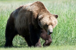 Brown bear