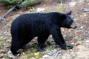 Black bear