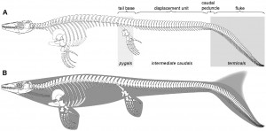 Mosasaur Platecarpus