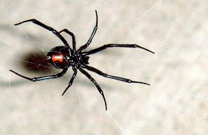 Latrodectus, the black widow