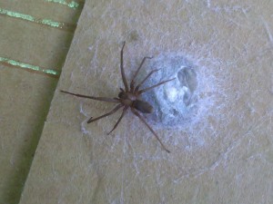 Loxosceles reclusa, the Brown Recluse