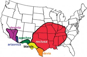 Distribution map of species within the genus Loxosceles, including Loxosceles reclusa, or the Brown Recluse