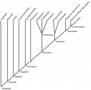 Branching pattern of the tetrapods, mostly the land vertebrates