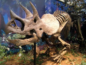 Triceratops