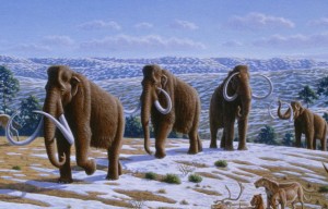 Woolly mammoths from Alan Turner (2004), National Geographic Prehistoric Mammals.